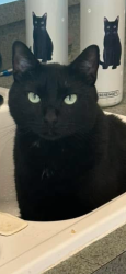 Lost Male Cat last seen Ann O Reno - Behind Car Dealerships on Poway Road , Poway, CA 92064
