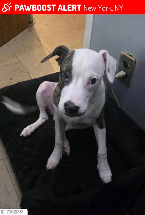 Lost Male Dog last seen 127th Street and Fredrick Douglas blvd , New York, NY 10027