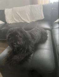 Reunited Female Dog last seen Hoyts Hill, Bethel, CT 06801, USA, Bethel, CT 06801