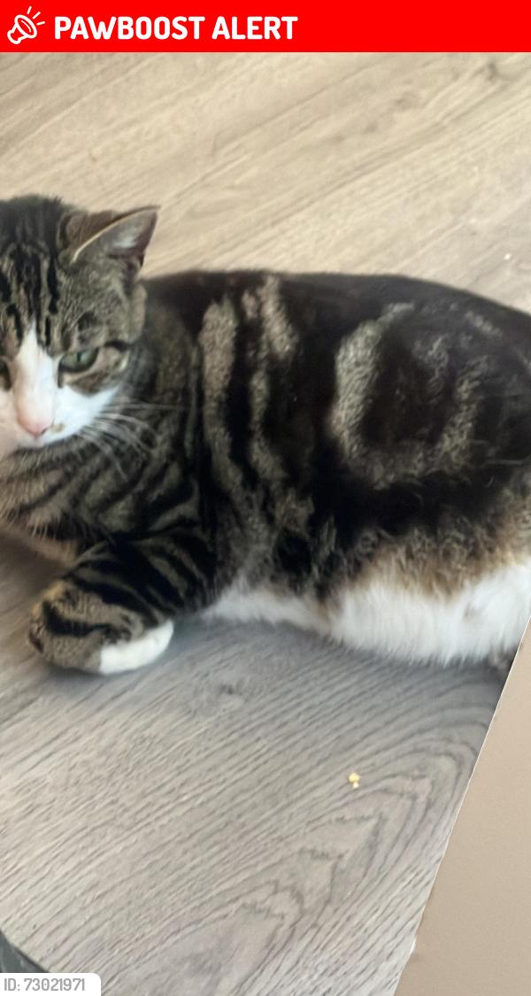 Lost Female Cat last seen SL3 7SN SHERWOOD CLOSE, Berkshire, England SL3 7SN