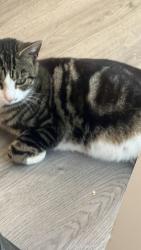 Lost Female Cat last seen SL3 7SN SHERWOOD CLOSE, Berkshire, England SL3 7SN