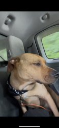Found/Stray Male Dog last seen main st near lo main, Chattanooga, TN 37341
