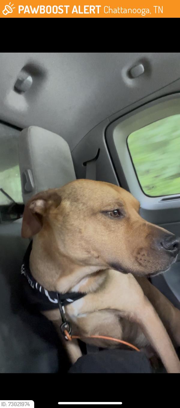 Found/Stray Male Dog last seen main st near lo main, Chattanooga, TN 37341