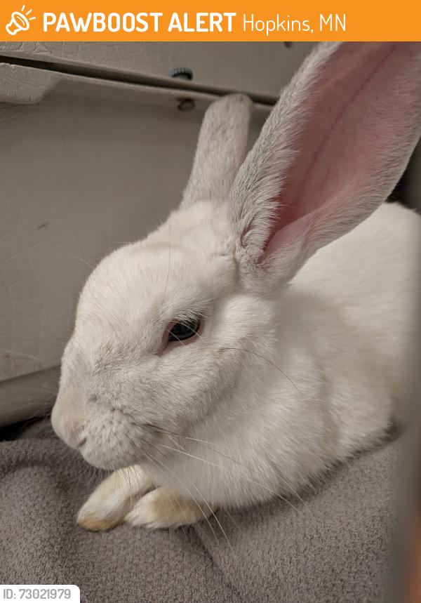 Found/Stray Female Rabbit last seen Cottageville park, Hopkins, MN 55343