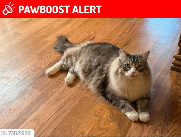 Lost Male Cat last seen Grange crescent and hmstd drive, Niagara-on-the-Lake, ON L0S 1J0