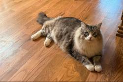 Lost Male Cat last seen Grange crescent and hmstd drive, Niagara-on-the-Lake, ON L0S 1J0