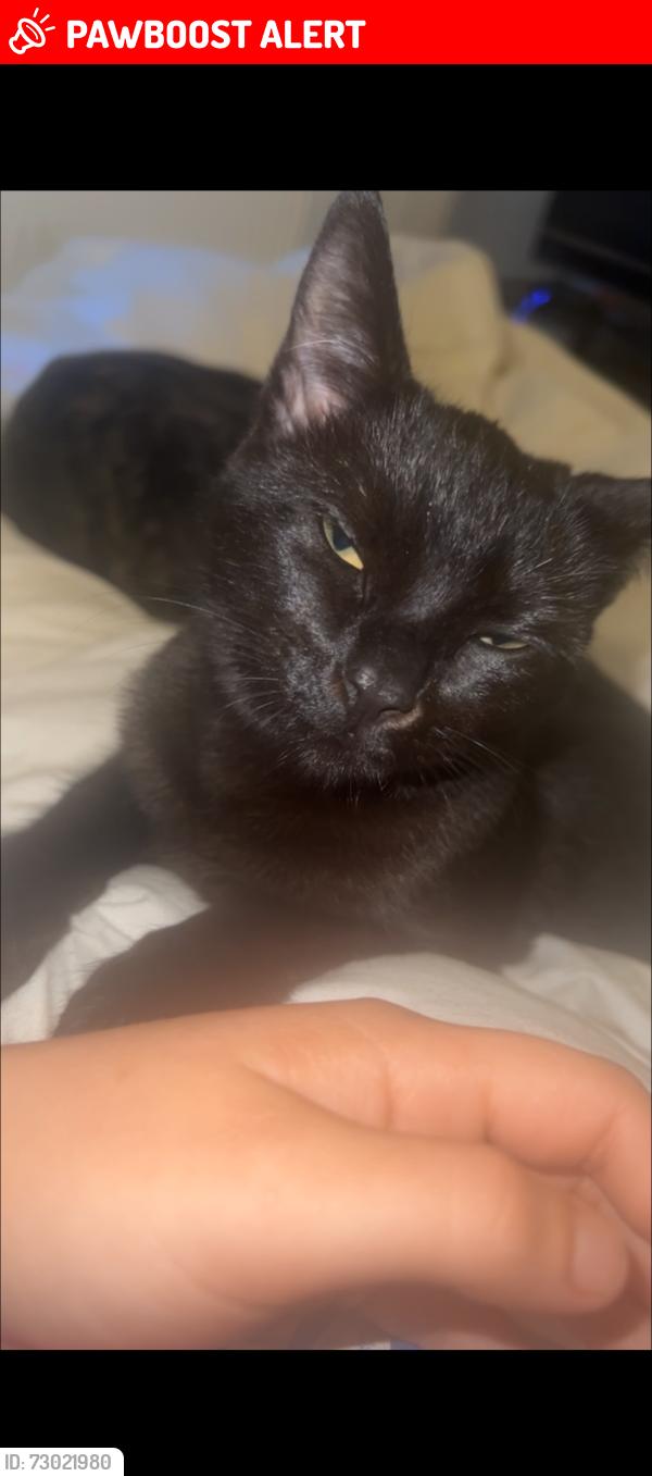 Lost Female Cat last seen SL3 7SN 19 Sherwood close , Berkshire, England SL3 7SN
