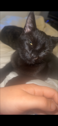 Lost Female Cat last seen SL3 7SN 19 Sherwood close , Berkshire, England SL3 7SN