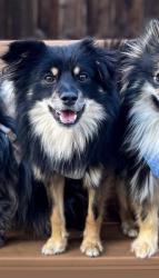 Lost Male Dog last seen Balfour Rd, Brentwood, CA 94513