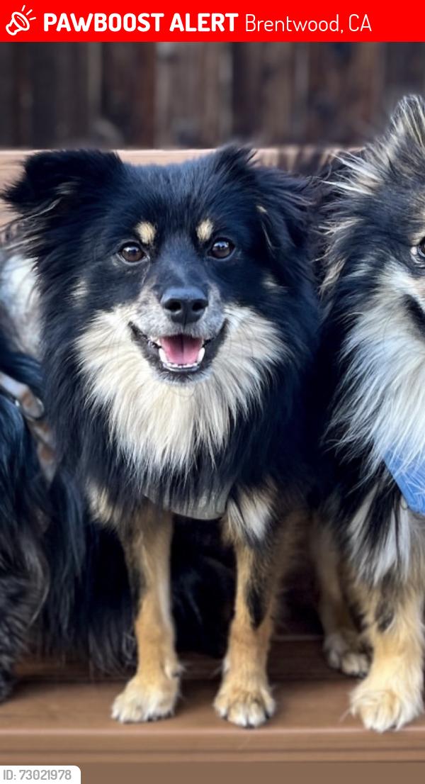 Lost Male Dog last seen Balfour Rd, Brentwood, CA 94513