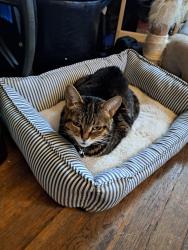 Lost Female Cat last seen North of 11 mile, 3 blocks west of 75 and 5 blocks of Campbell rd, Royal Oak, MI 48067