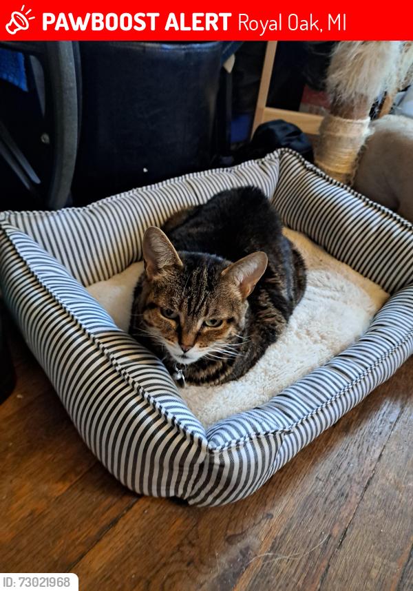 Lost Female Cat last seen North of 11 mile, 3 blocks west of 75 and 5 blocks of Campbell rd, Royal Oak, MI 48067
