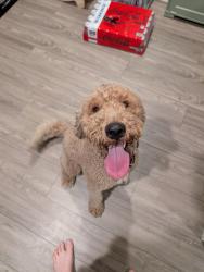Found/Stray Male Dog last seen S Paca St. And W Hamburg St., Baltimore, MD 21230