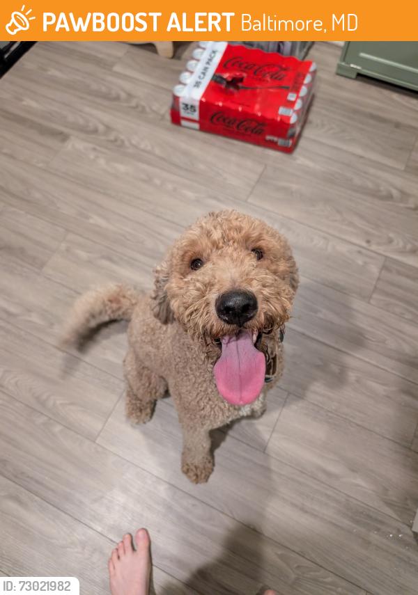Found/Stray Male Dog last seen S Paca St. And W Hamburg St., Baltimore, MD 21230
