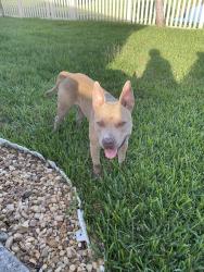Found/Stray Male Dog last seen Abbott park , Zephyrhills, FL 33540