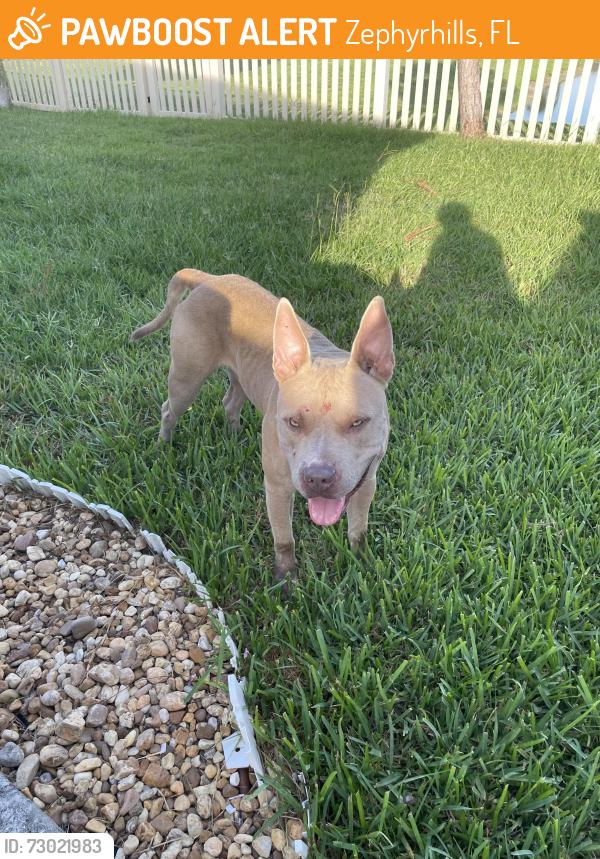 Found/Stray Male Dog last seen Abbott park , Zephyrhills, FL 33540