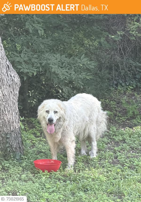 Found/Stray Unknown Dog last seen Peavy & Gateway, Dallas, TX 75218