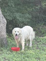 Found/Stray Unknown Dog last seen Peavy & Gateway, Dallas, TX 75218