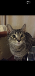Lost Female Cat last seen Conestoga , Fort Lupton, CO 80621