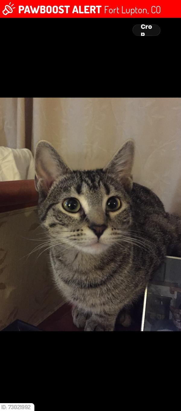 Lost Female Cat last seen Conestoga , Fort Lupton, CO 80621