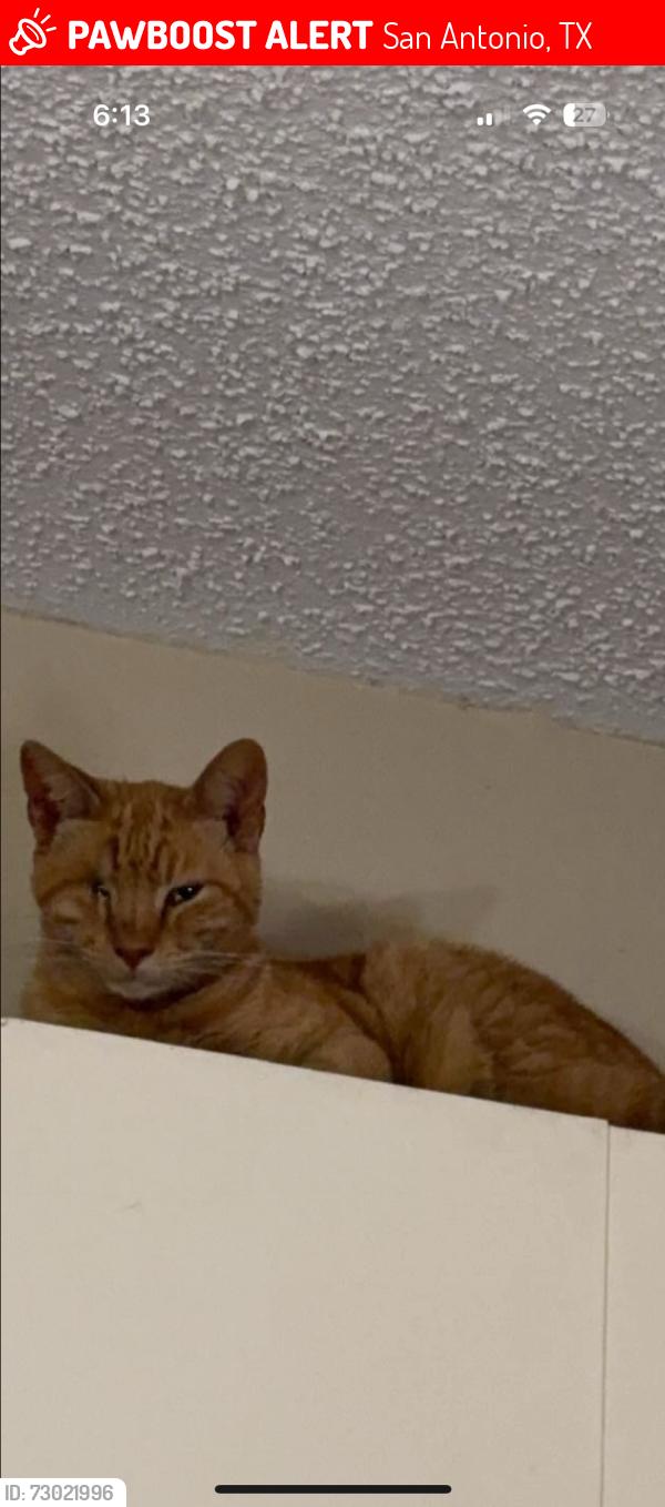 Lost Male Cat last seen Shadowbend and robin hill , San Antonio, TX 78230