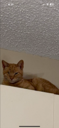 Lost Male Cat last seen Shadowbend and robin hill , San Antonio, TX 78230