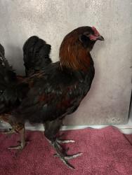 Shelter Stray Female Bird last seen Manassas Drive / Shannon County Drive, CHESTERFIELD, VA, 23832, 9300 Public Works Rd, Chesterfield, VA 23832, USA
