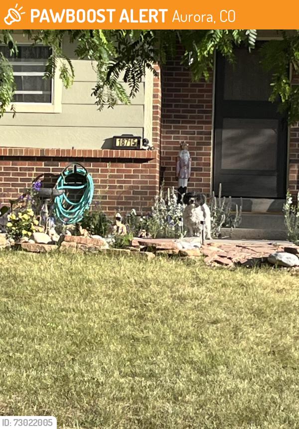 Found/Stray Unknown Dog last seen Bahama and Radcliffe , Aurora, CO 80015