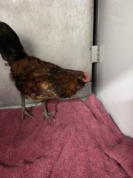 Shelter Stray Female Bird last seen Manassas Drive / Shannon County Drive, CHESTERFIELD, VA, 23832, 9300 Public Works Rd, Chesterfield, VA 23832, USA