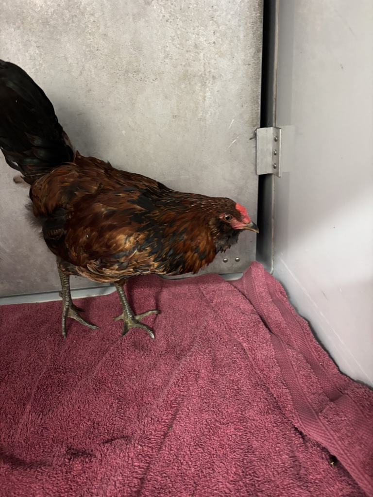 Shelter Stray Female Bird last seen Manassas Drive / Shannon County Drive, CHESTERFIELD, VA, 23832, 9300 Public Works Rd, Chesterfield, VA 23832, USA