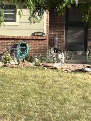 Found/Stray Unknown Dog last seen Bahama and Radcliffe , Aurora, CO 80015