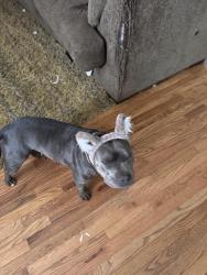 Lost Female Dog last seen Trade and college , Dallas, NC 28034