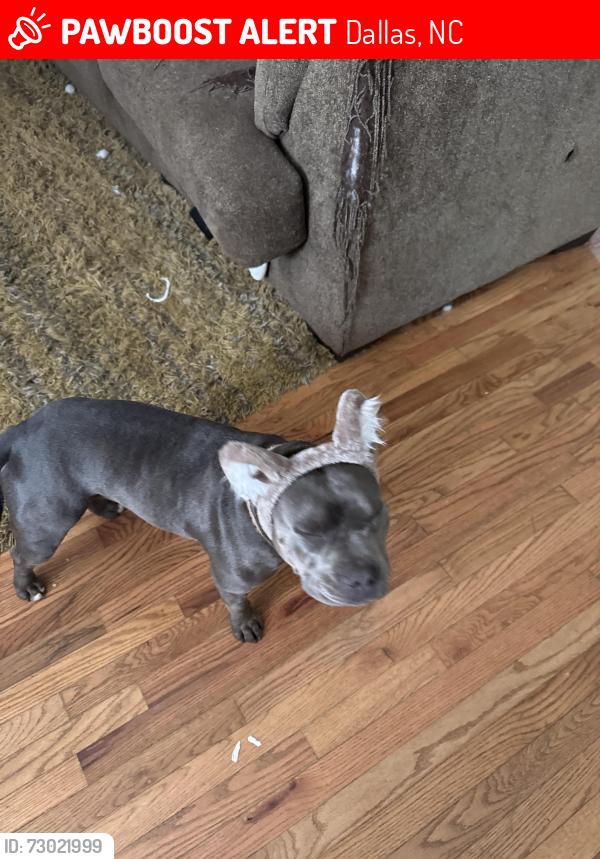 Lost Female Dog last seen Trade and college , Dallas, NC 28034