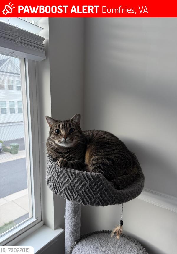Lost Male Cat last seen Summit pointe dr, Dumfries, VA 22026