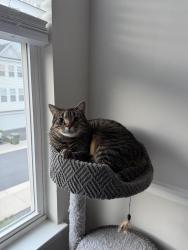 Lost Male Cat last seen Summit pointe dr, Dumfries, VA 22026