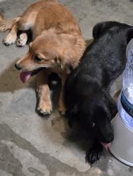 Found/Stray Male Dog last seen Farmington Glen - 99th Ave and Broadway, Tolleson, AZ 85353