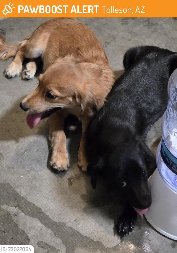 Found/Stray Male Dog last seen Farmington Glen - 99th Ave and Broadway, Tolleson, AZ 85353