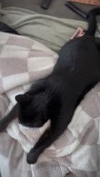 Lost Male Cat last seen 142nd and 99th street, Vancouver, WA 98682