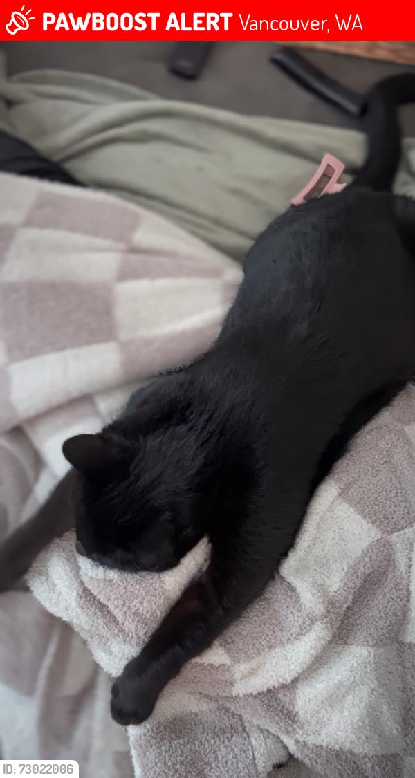 Lost Male Cat last seen 142nd and 99th street, Vancouver, WA 98682