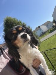 Found/Stray Male Dog last seen N meridian st and county line rd, Greenwood, IN 46237