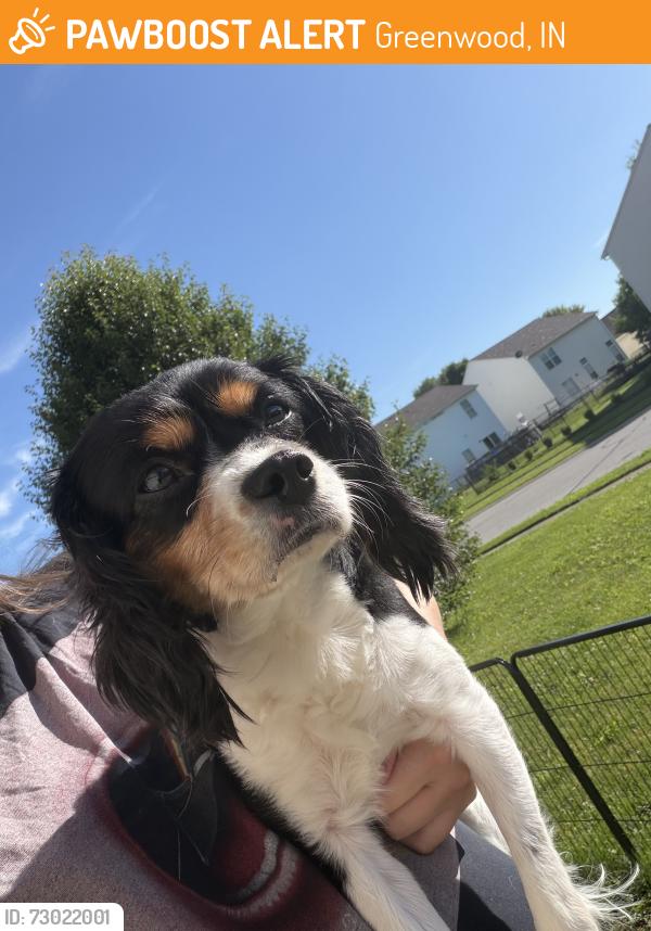 Found/Stray Male Dog last seen N meridian st and county line rd, Greenwood, IN 46237