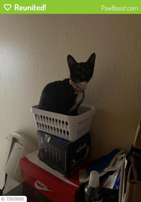 Reunited Female Cat last seen Near Walnut St, Bell Gardens, CA 90201, USA, Bell Gardens, CA 90201