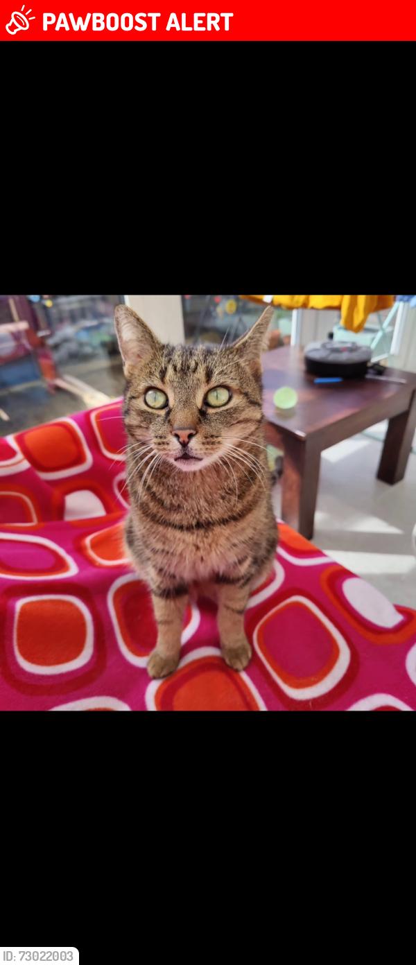 Lost Male Cat last seen Ryder Crescent, Southport, Merseyside, England PR8 3AF