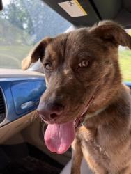 Found/Stray Female Dog last seen Holston View apmts, Bristol, VA 24201