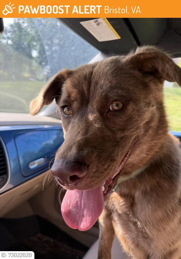 Found/Stray Female Dog last seen Holston View apmts, Bristol, VA 24201