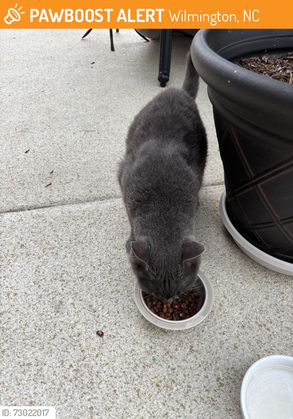 Found/Stray Unknown Cat last seen Village of Motts Landing, Wilmington, NC 28412