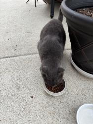 Found/Stray Unknown Cat last seen Village of Motts Landing, Wilmington, NC 28412