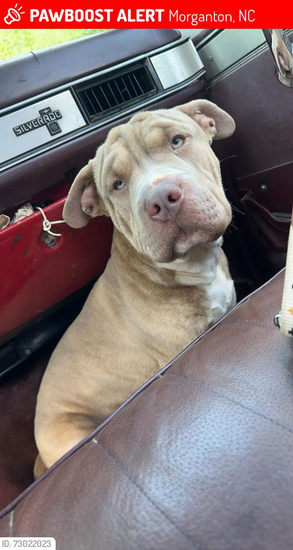 Lost Male Dog last seen powerhouse rd, Morganton, NC 28655