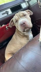 Lost Male Dog last seen powerhouse rd, Morganton, NC 28655
