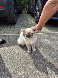 Found/Stray Unknown Cat last seen Basepoint, Luton, England LU2